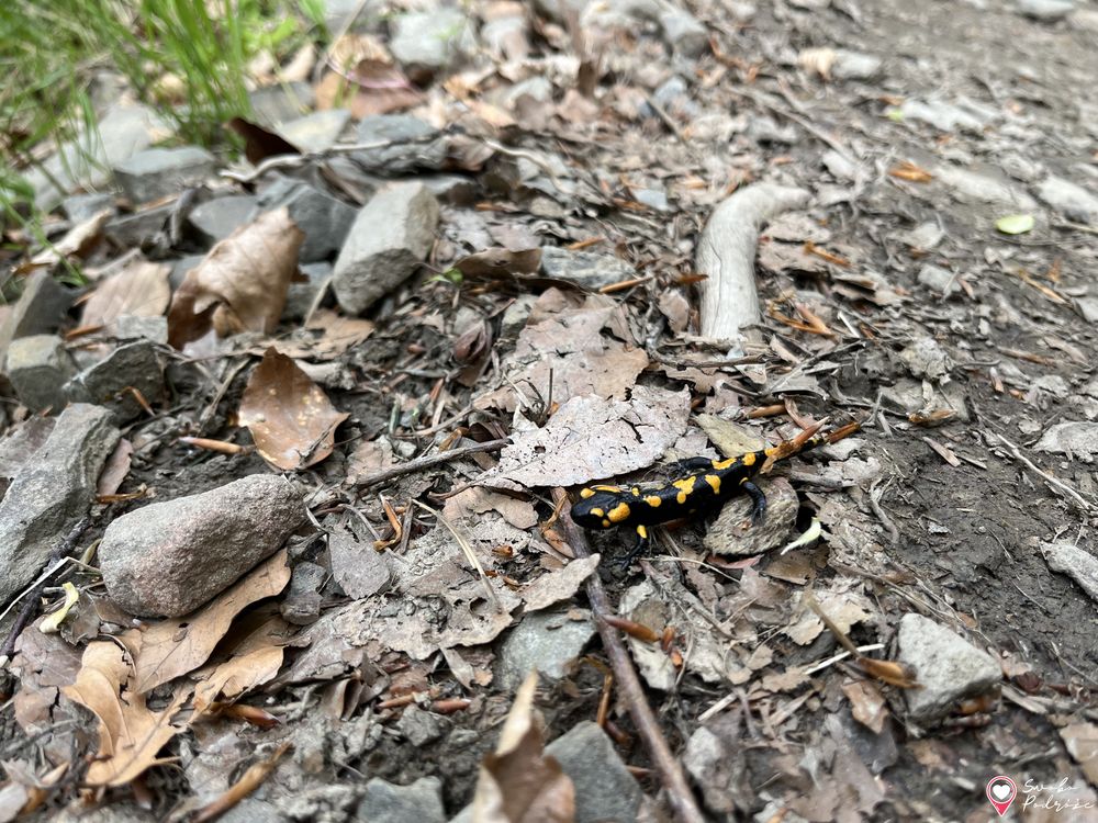 Skrzyczne - spotkanie na szlaku