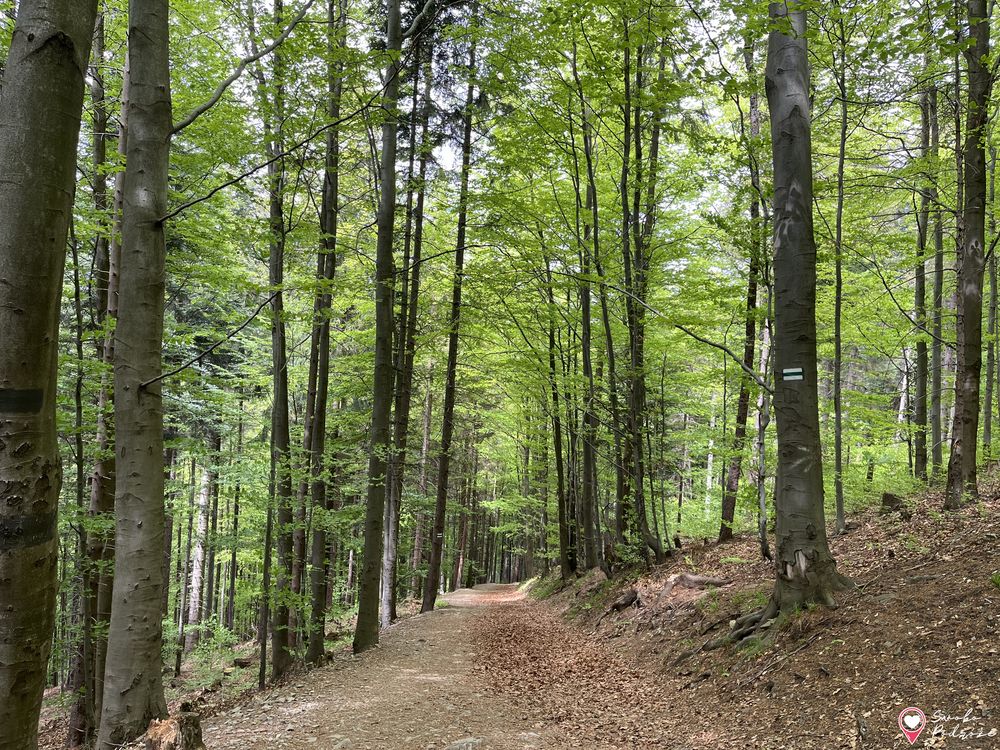 Skrzyczne - zejście zielonym szlakiem